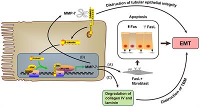 Matrix Metalloproteinases-7 and <mark class="highlighted">Kidney Fibrosis</mark>